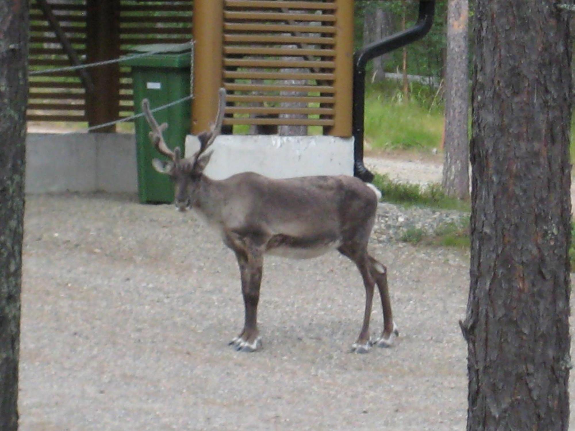 Pyhakirnu Cottage ピュハトゥントゥリ エクステリア 写真